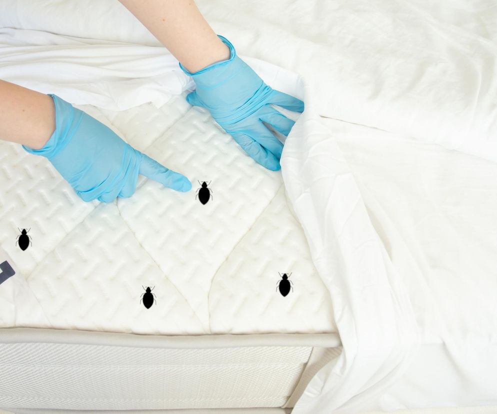 Pluskwy w hotelu. Jak je rozpoznać?