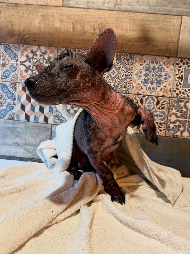 Studentka prawa nie pomogła psu