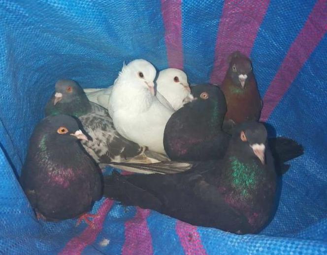 Żyrów: Kradli gołębie i chowali je w worki. Dzięki ptakom polecą do więzienia!