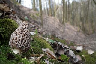 Już niebawem w polskich lasach pojawią się wyjątkowe grzyby. Za kilogram płacą nawet 500 zł! 