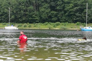 I Festiwal Psów Ratowniczych na plaży miejskiej w Żywcu