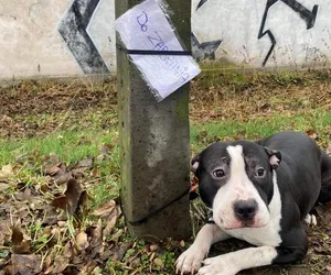 Porzucili psa, jak zabawkę i zostawili kartkę. Ludzie, co się z Wami dzieje?!