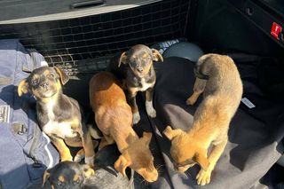 Szczeniaki porzucone na polu niedaleko Jarocina