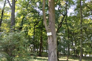 Pomniki przyrody w Parku Strzeleckim w Tarnowie