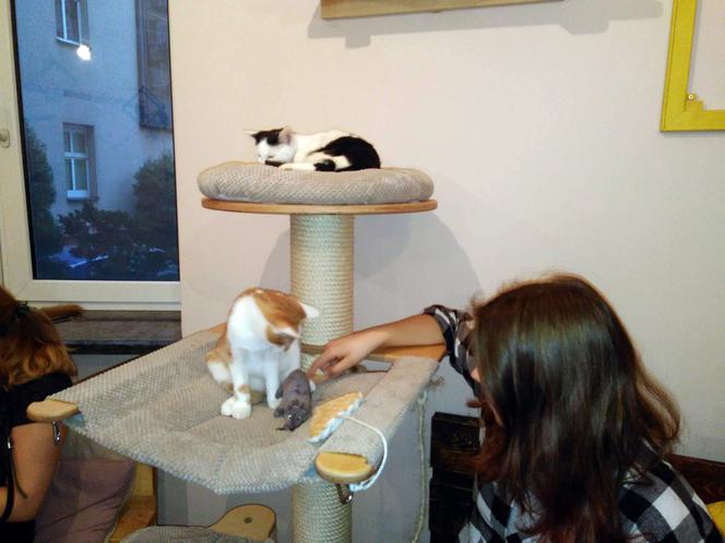 Katowice: Pierwsza na Śląsku Kocia Kawiarnia działa już trzy tygodnie! [ZDJĘCIA]