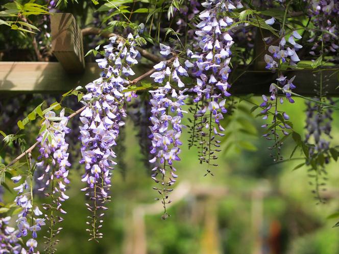Glicynia wisteria: pnącza do ogrodu