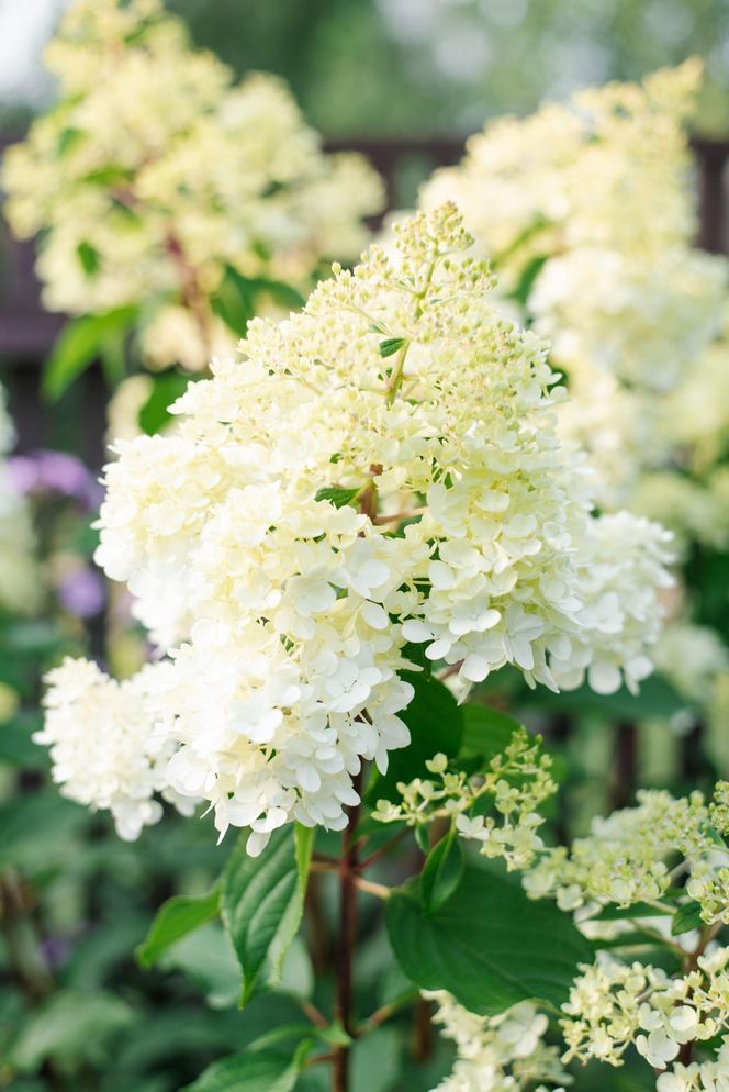 Hortensja bukietowa 'Polar Bear'