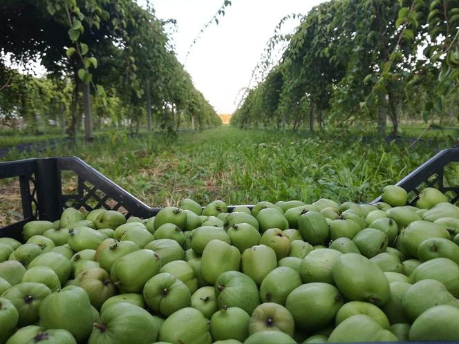 Wyjątkowe owoce rosną pod Bydgoszczą. Wiadomo już, że mini kiwi mają 20 składników odżywczych, a naukowcy nie skończyli liczyć