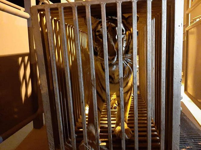 Poznańskie ZOO ratuje dzikie zwierzęta z Ukrainy