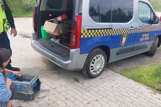 Mieszkaniec i strażnicy z Gostynia uratowali pustułkę