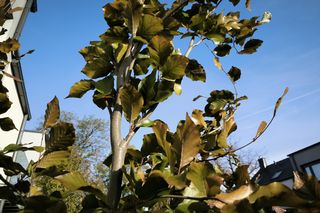 Pogoda w Lesznie na Halloween i Wszystkich Świętych 2025