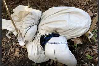 Za zabicie psa idzie za kratki