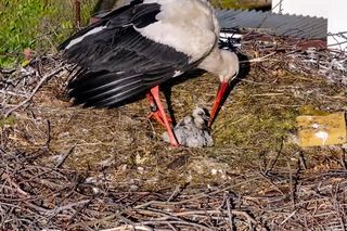 Bocian Krutek z Krutyni: od samotnika do samca alfa.
