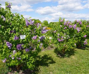 Ogród Botaniczny w Kielcach