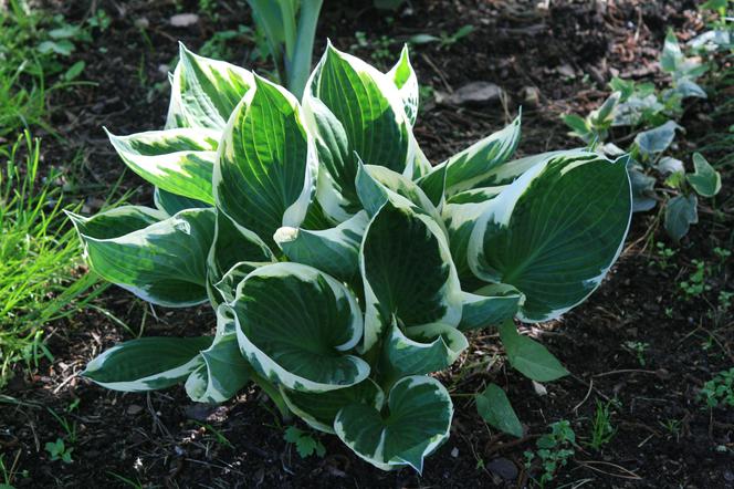 Funkia  'Patriot'  - Hosta hybrida  'Patriot' 