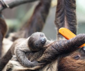 W łódzkim zoo przyszedł na świat leniwiec