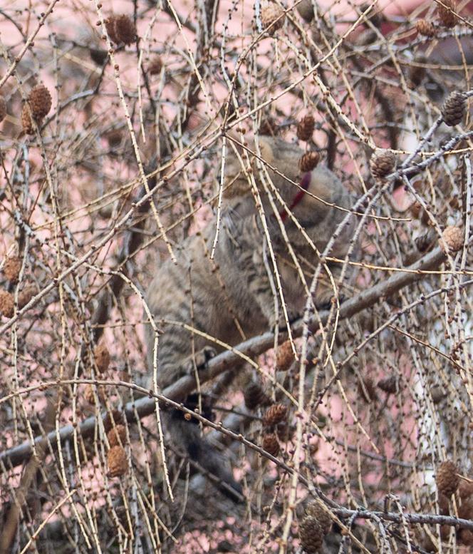 Kot fajtłapa wezwał strażaków.