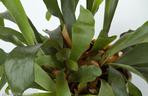 Platycerium