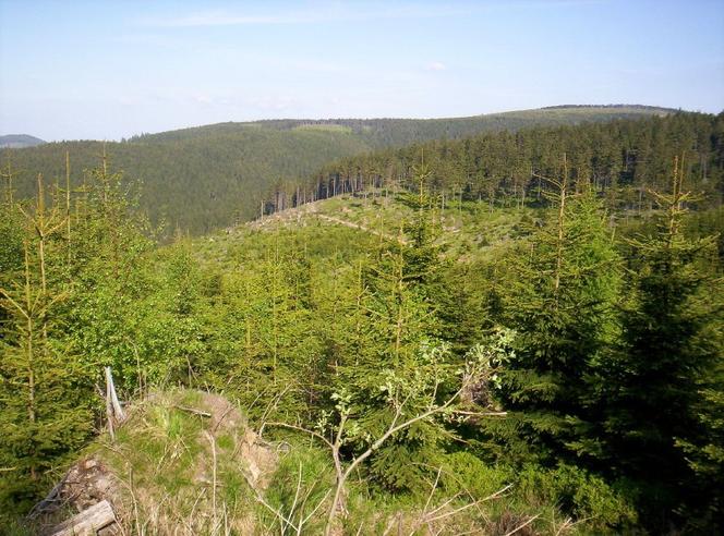11. Rudawiec