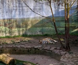 Wiosenny spacer w zamojskim zoo