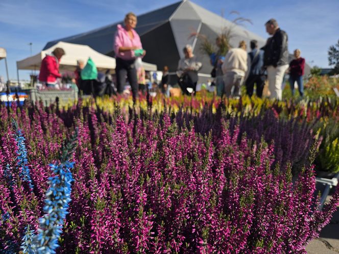 Jesienny Kiermasz Ogrodniczy w Bydgoszczy przyciągnął miłośników zieleni i smakołyków!