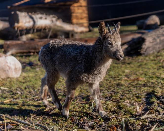 W łódzkim zoo zamieszkały koziorożce syberyjskie