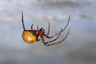 Te pająki mieszkają w twoim domu