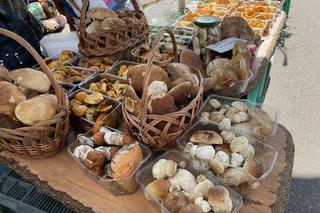 Wysyp grzybów w sądeckich lasach 