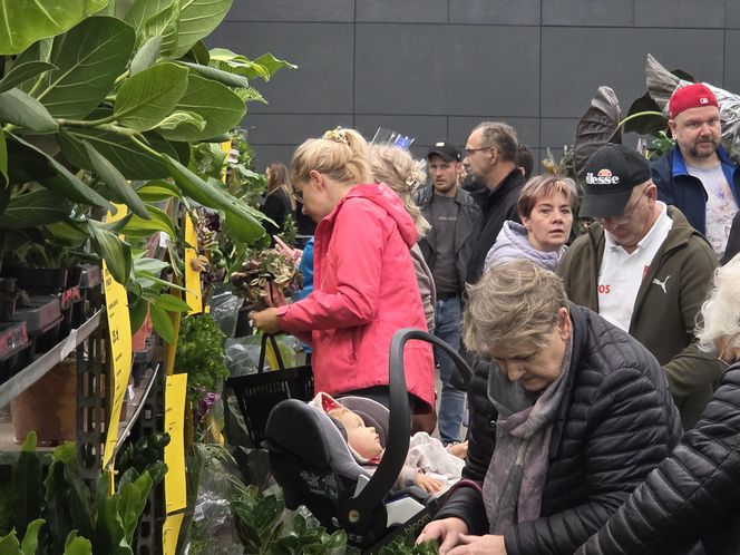 Festiwal Roślin znów zachwycił bydgoszczan! Setki gatunków i wyjątkowa atmosfera