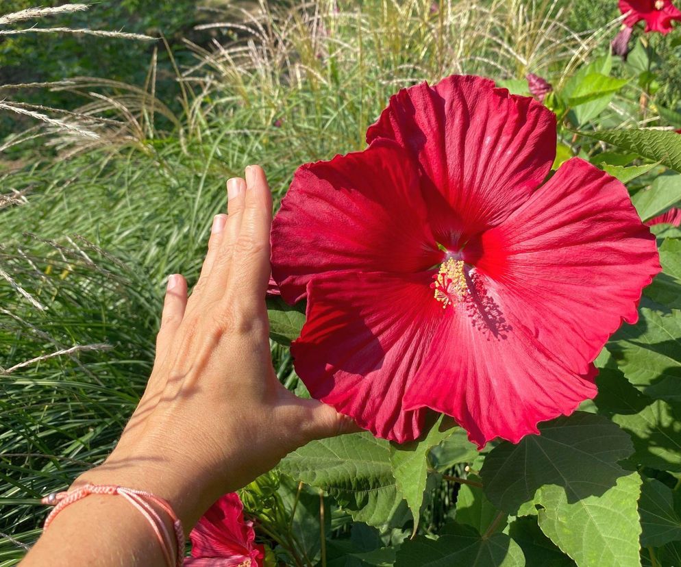 Hibiskus bagienny zachwyca gigantycznymi kwiatami!
