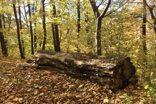 Żywiec ma nową atrakcję. Rezerwat przyrody został otworzony po 30 latach