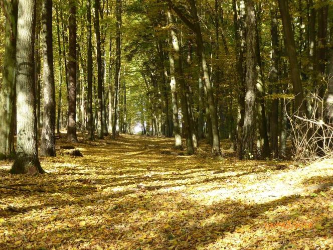 Szlak na Górę Dębową zachwyca jesienią. Rosną tam 100-letnie drzewa