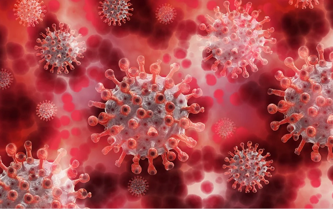 Chosta-2: Rosyjski koronawirus odporny na szczepionki? Pochodzi od nietoperzy