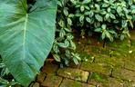 Pilea Cadiera - Pilea cadierei
