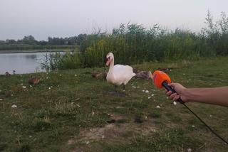 Eska Summer City w Rzeszowie. NOBO na Wodzie