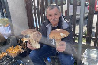 Wysyp grzybów w sądeckich lasach 