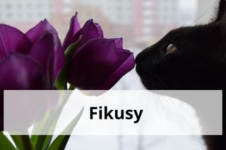 Te rośliny są trujące dla kotów. Masz je w domu? To niebezpieczne 