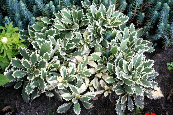 Gęsiówka wczesna 'Variegata' - Arabis procurrens 'Variegata'