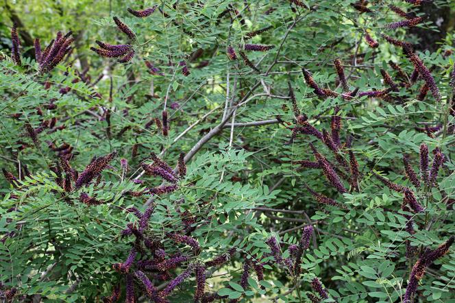 Amorfa krzewiasta (Amorpha fruticosa)
