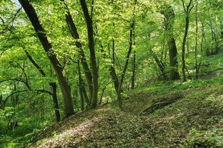 Nowy rezerwat blisko Bydgoszczy. Co można podziwiać na Zboczach Świętopełka? Jak tam dotrzeć? 
