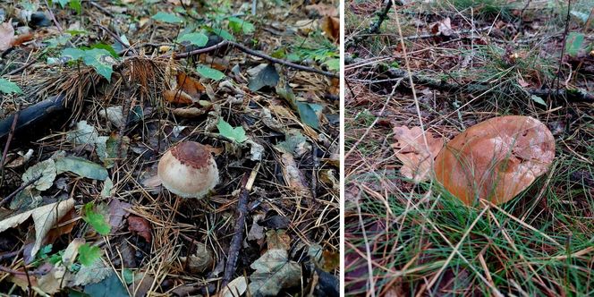 W Kujawsko-Pomorskiem jest Wioska grzybowa. Krzywogoniec w Borach Tucholskich to raj dla grzybiarzy: "Podgrzybek dopiero się rzuca"