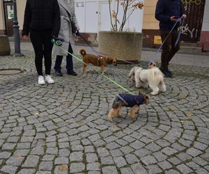 Wielki marsz adopciaków w Radomiu