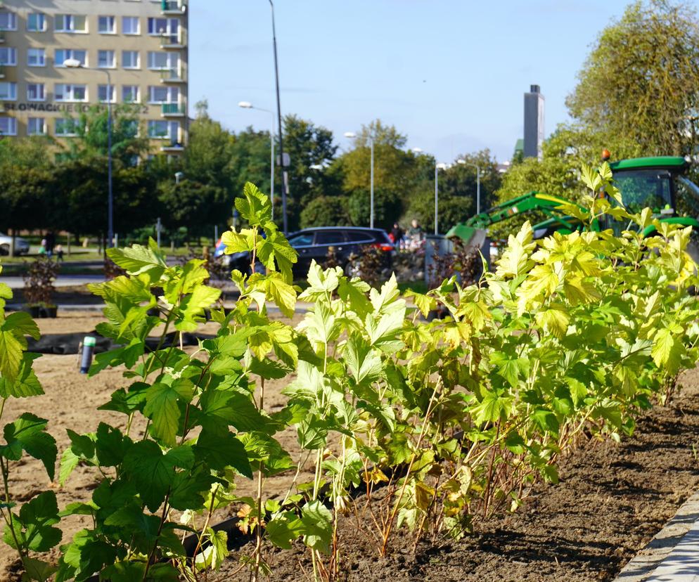 W Pile powstaje skwer miododajny