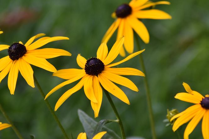 Rudbekia błyskotliwa