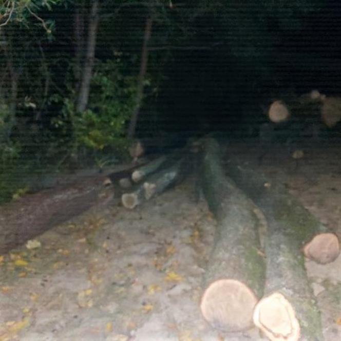 Pod osłoną nocy wywoził drewno z lasu. 50-latek wpadł na gorącym uczynku 