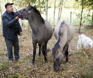 Podlaskie. Wataha wilków terroryzuje mieszkańców wioski. Zabijają zwierzęta, wchodzą na podwórko