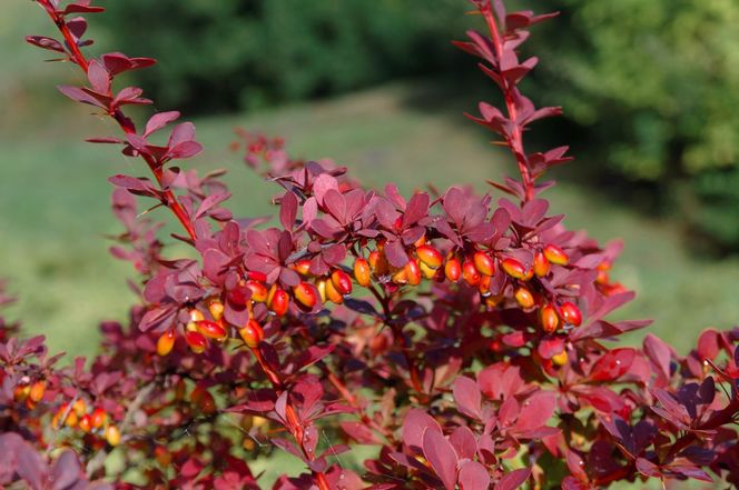 Berberys Thunberga