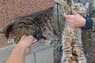 Ktoś przyczepił kotu petardę do brzucha! Zwierzę konało w potwornych męczarniach [DRASTYCZNE ZDJĘCIA]