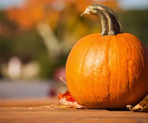 Dynia gomez - do czego użyć? 5 przepisów na halloweenową dynię