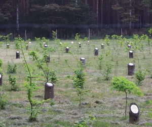 Kolejne sadzenie drzew w podpoznańskim Lesie Nowożeńców i Drzew Okolicznościowych!